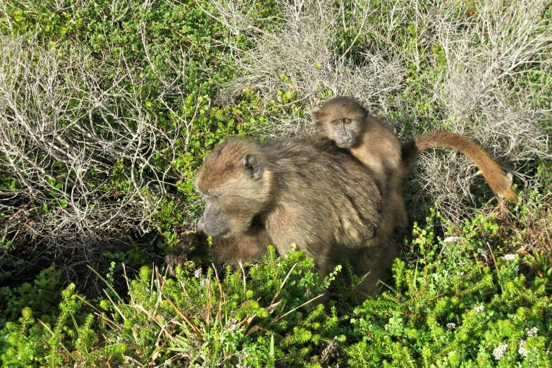 an animal that is in the grass near some bushes