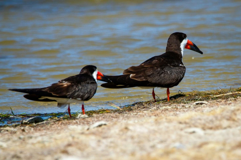 three birds sitting next to water on the beach