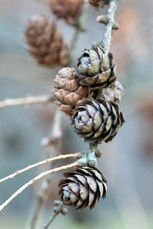 pine cones on a nch with the buds still attached