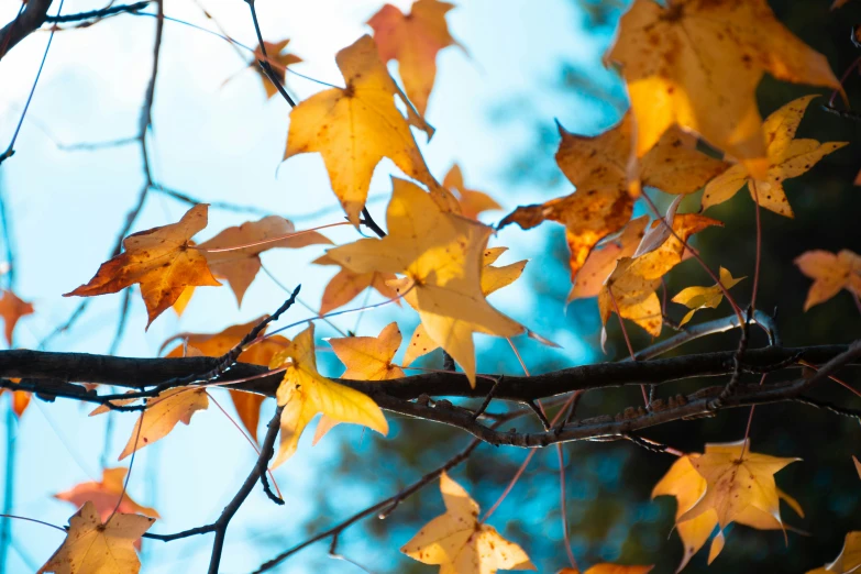 a nch with yellow leaves in the fall