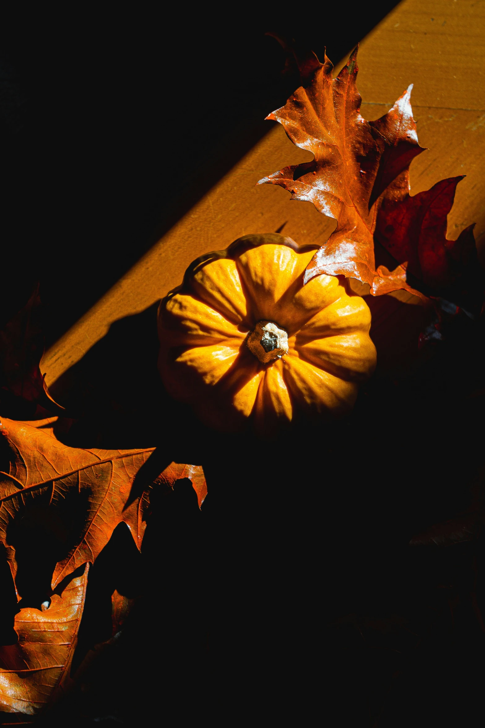 yellow pumpkins lay next to autumn leaves in shadows