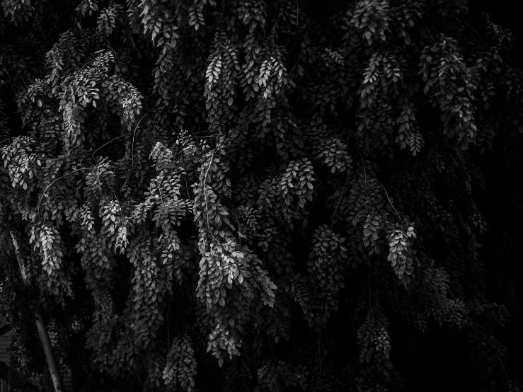 an outdoor park bench under trees and some black and white