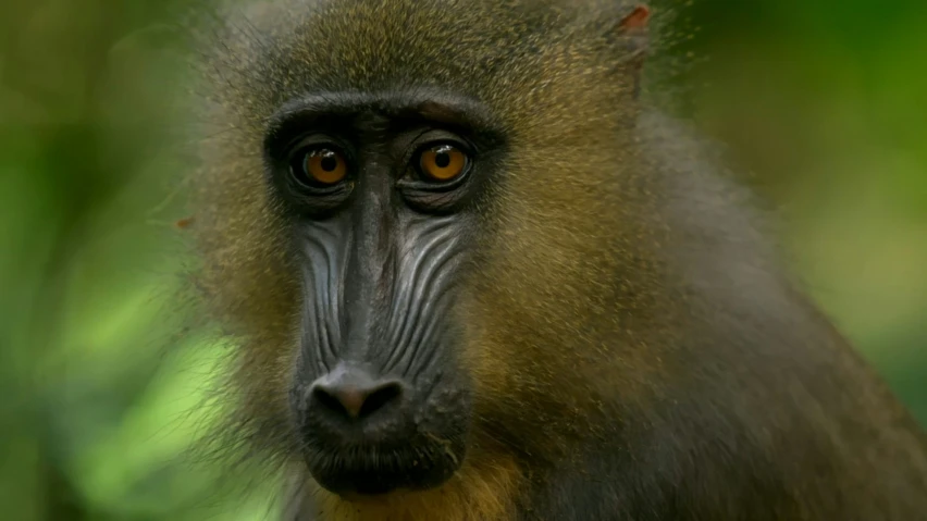 a monkey with a large brown ear looking directly into the camera
