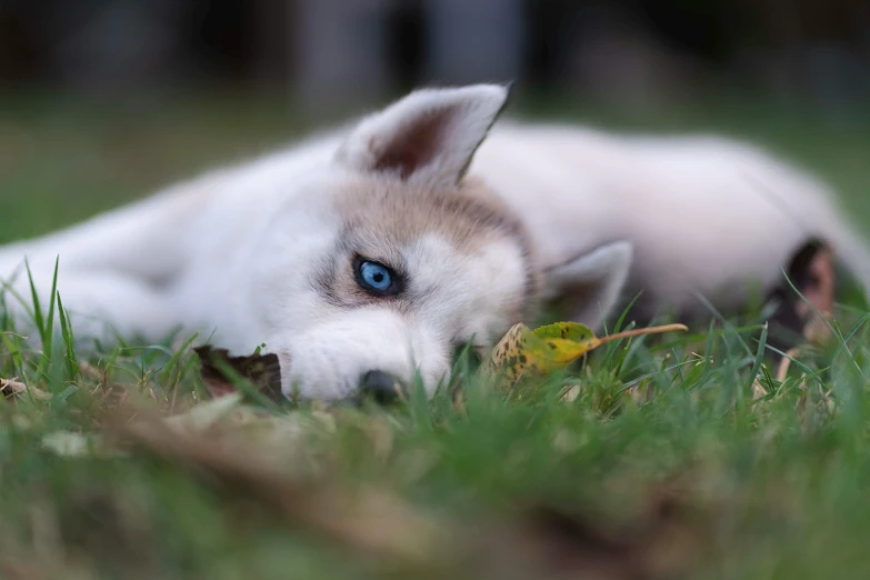 a husky dog laying in a grassy field