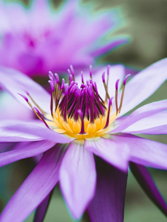 some purple flowers with purple leaves on them