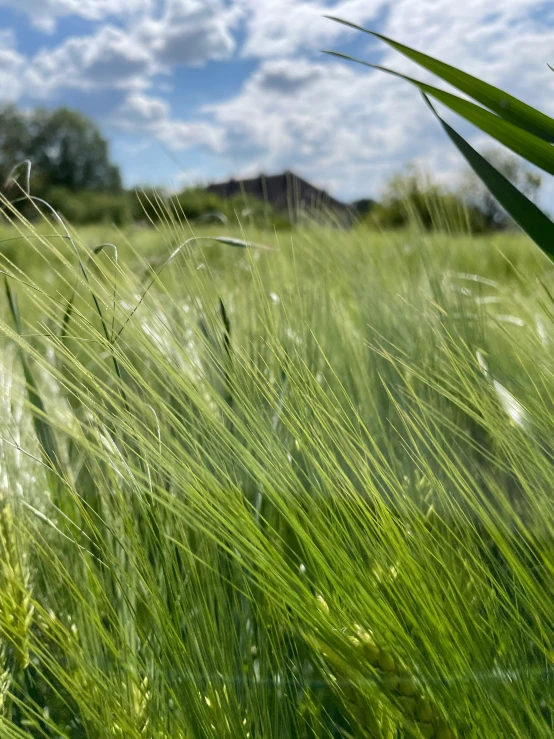 grass and sky in the background