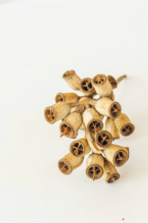 small cloves of various sizes on white surface