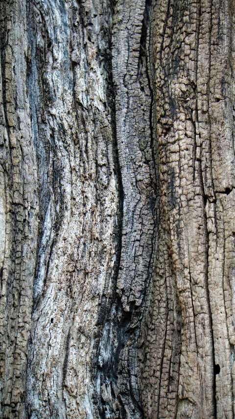 close up of a section of a tree bark