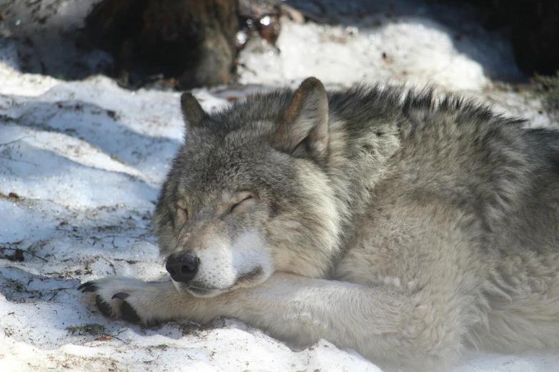 the head of a wolf rests in the snow