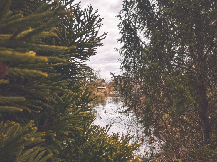 trees with water in the background and cloudy sky