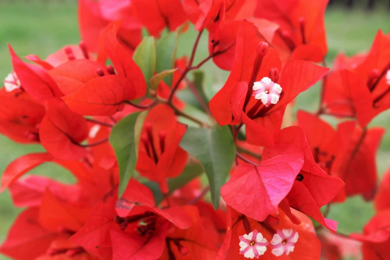 some red flowers that are in a vase