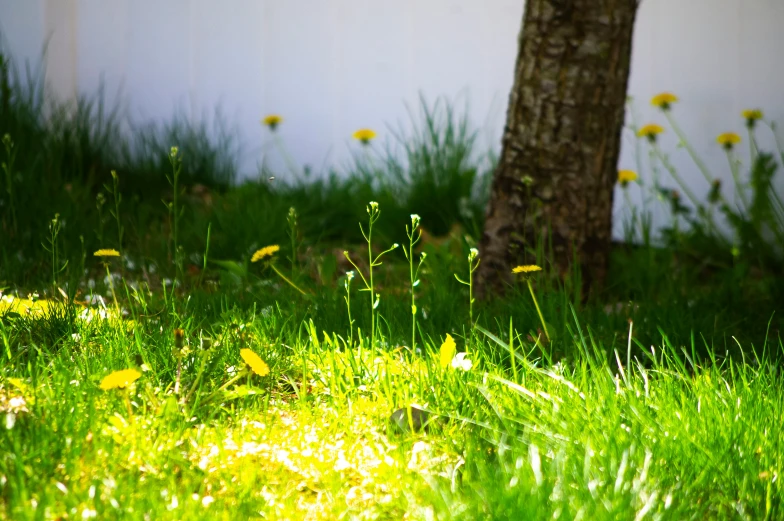 a bird is perched on the edge of the grass