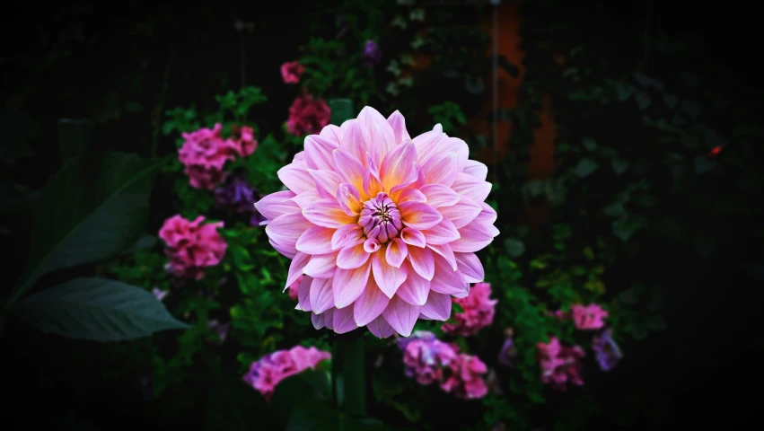 a pink flower with an orange center surrounded by pink flowers