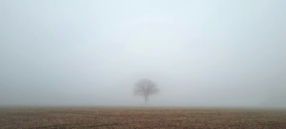 a lone tree stands alone in a foggy field