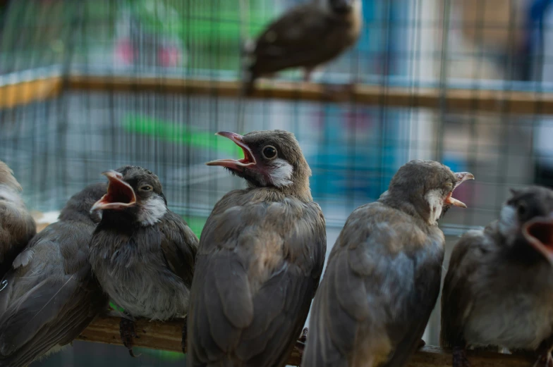several birds are in a cage and one is singing