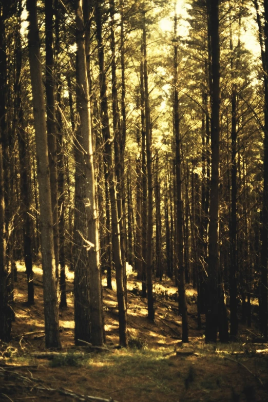 the sun peeks through the tree tops at sunset in a forest