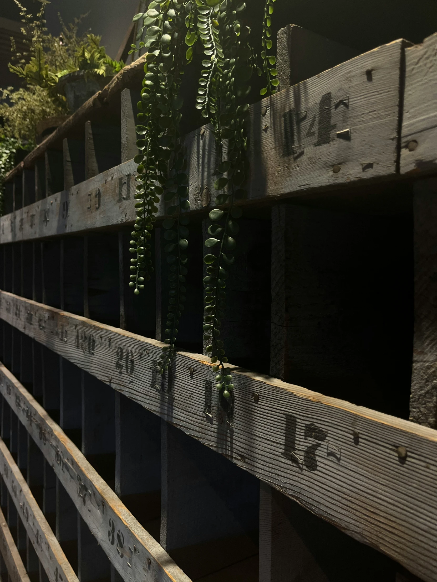 green plant growing on wooden rail of walkway