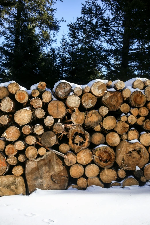 a pile of logs sitting in the snow next to trees