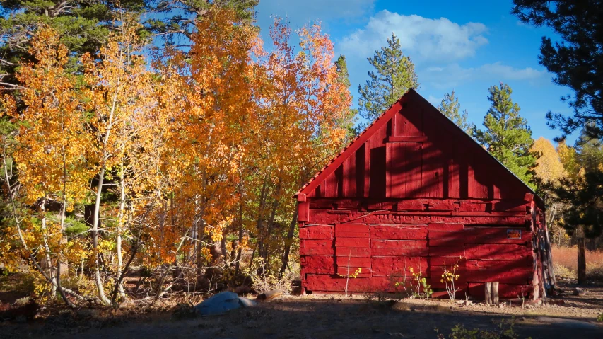 a barn that has a large amount of autumn leaves on the ground