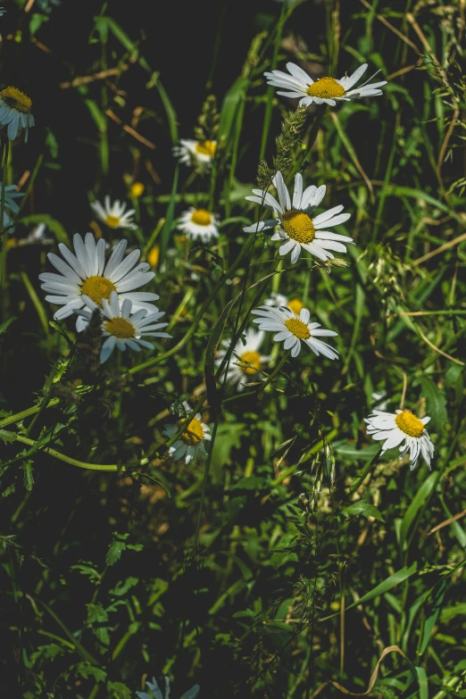 some white and yellow flowers in a grassy area