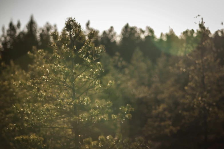 there are many trees that are behind the tree line