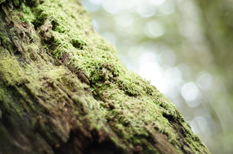 closeup of mossy tree bark covered with small bumps