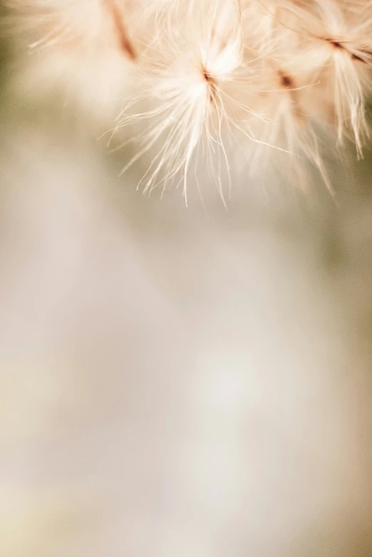 a dandelion close up s from the top and bottom