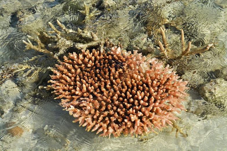 a seaweed grows in shallow water and is spiky
