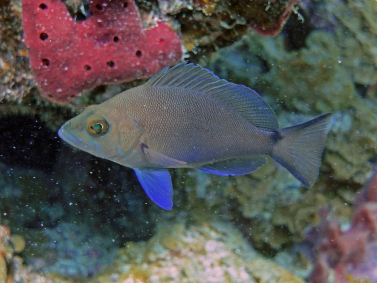 a fish swimming in an aquarium on top of rocks