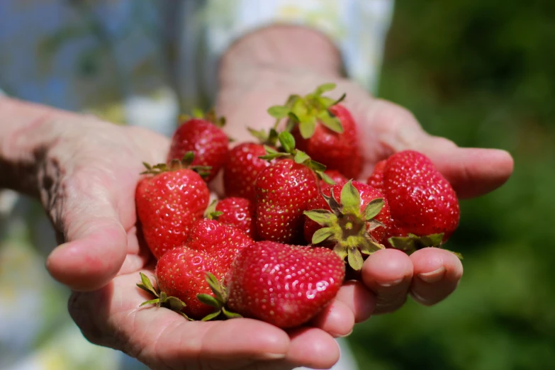 a person holding up a bunch of strawberries