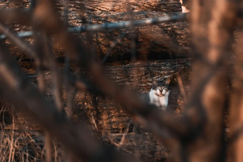 an image of a cat in the woods through the fence
