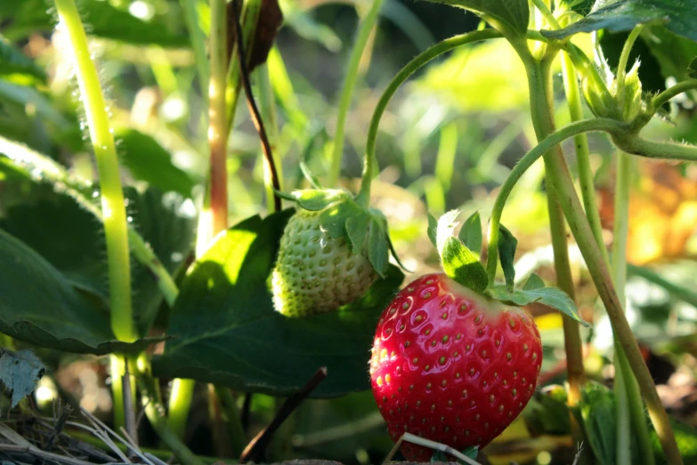 a strawberries plant with green leaves next to it