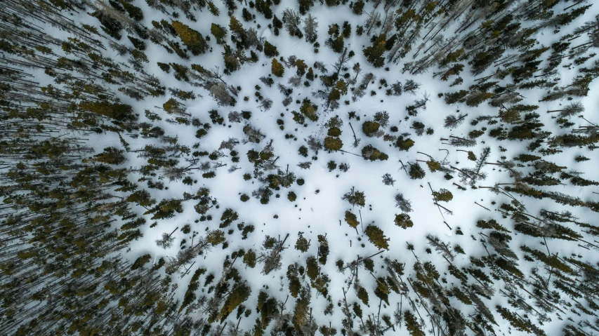 a snowy area with pine trees and snow