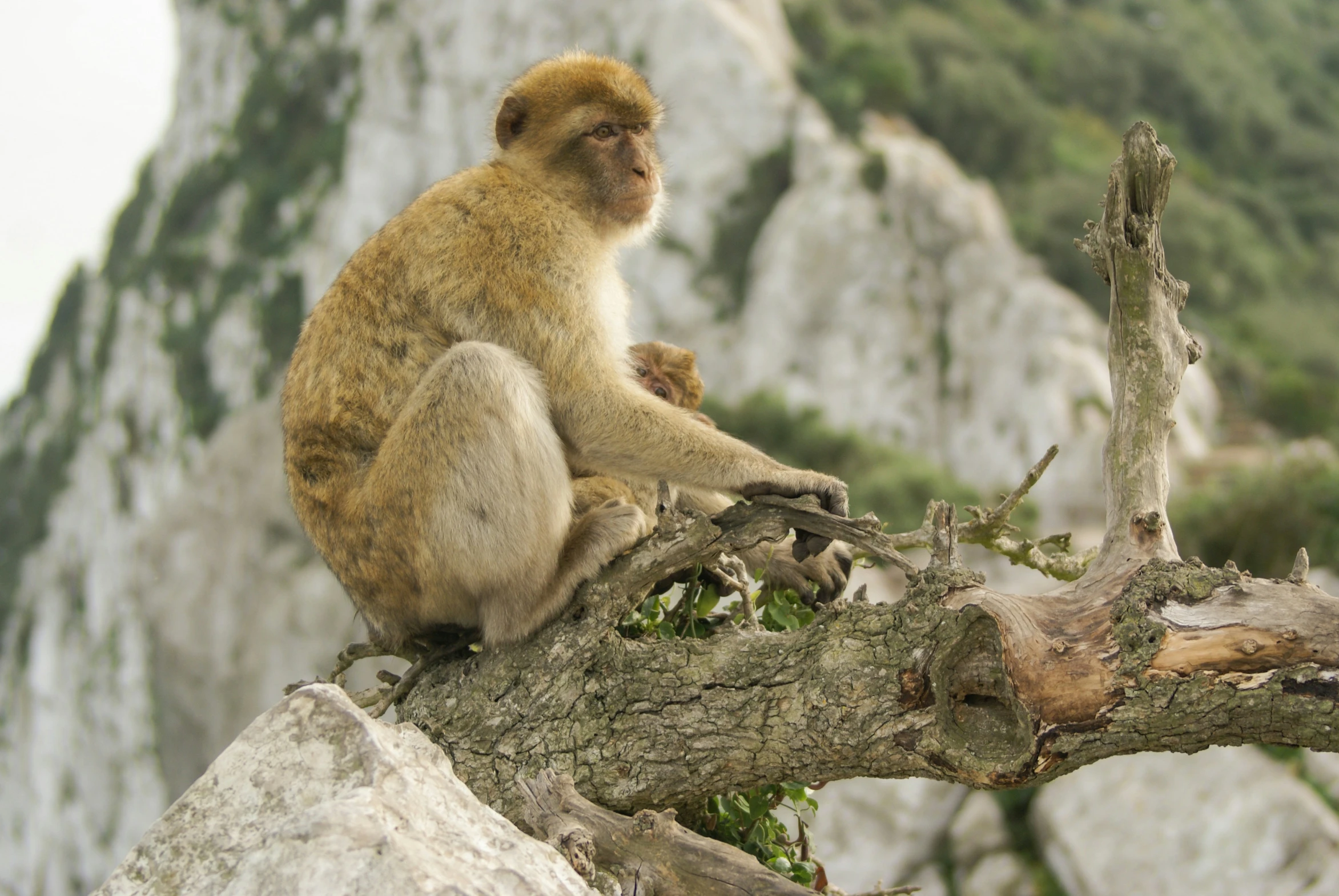 a monkey sits on a tree nch by the rocks