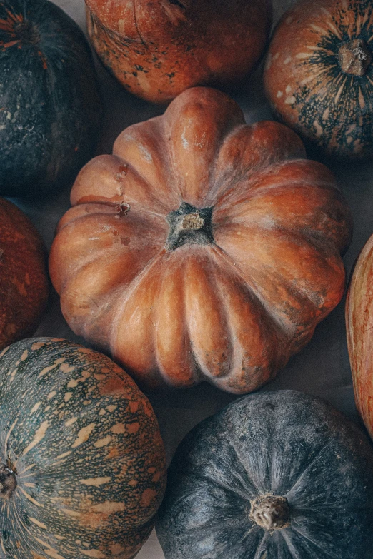 different types of pumpkins, all different colored