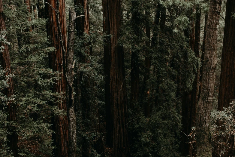 the person is riding on the skateboard in the woods