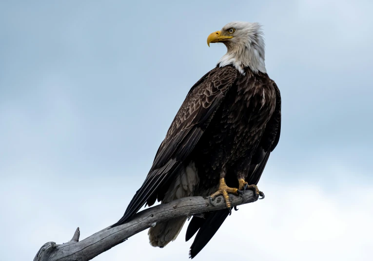 an eagle that is sitting on top of a nch