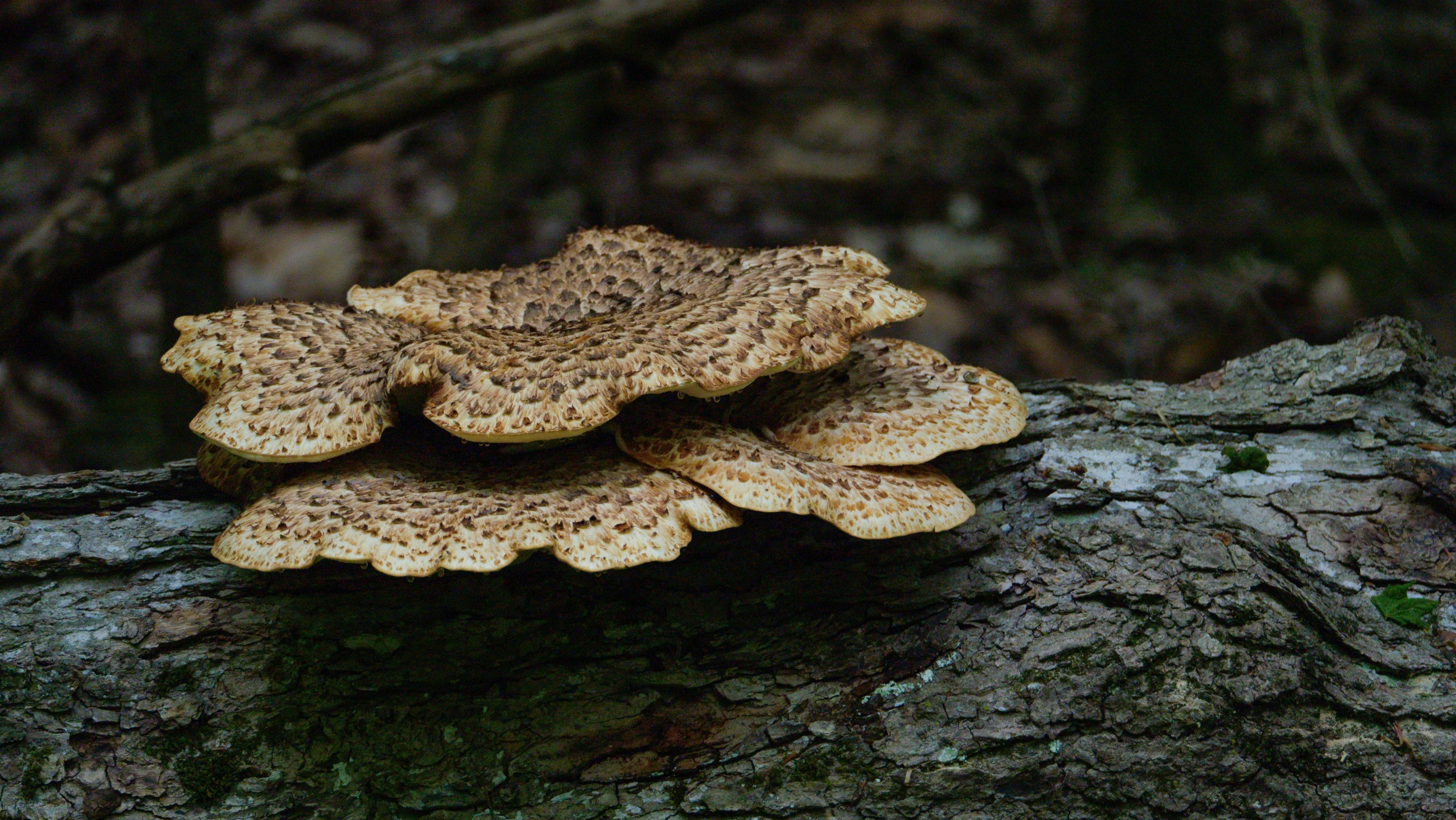 a group of mushrooms growing from a fallen tree