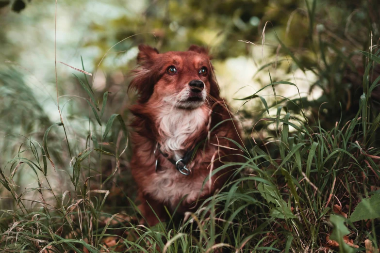 a red and white dog with a collar looks over the tall grass