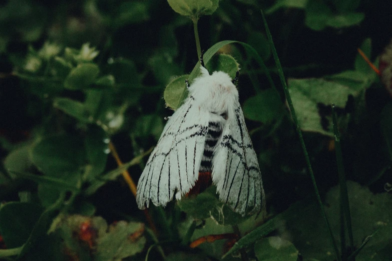 a moth sits in leaves and stares ahead