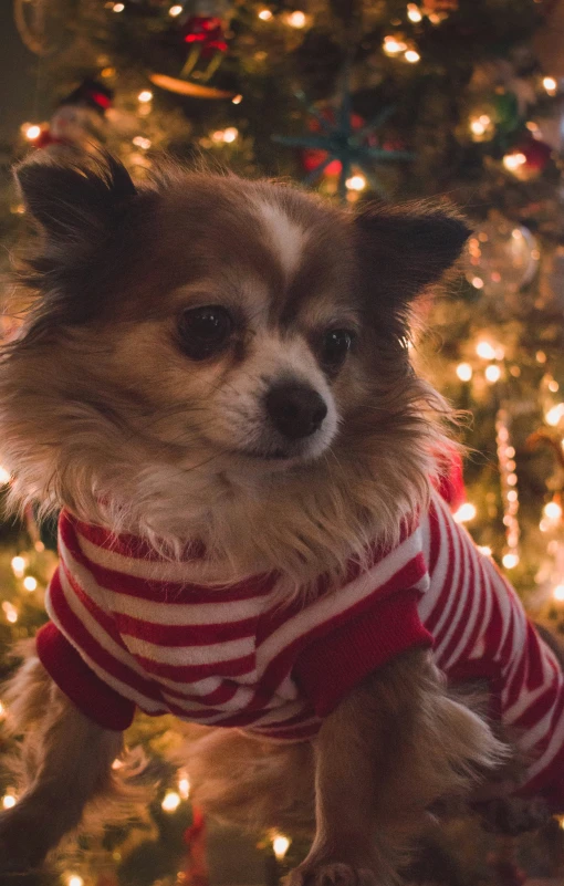 a small dog is dressed in clothes by the christmas tree