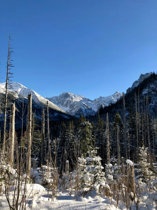 trees with snow covered ground and a mountain in the background