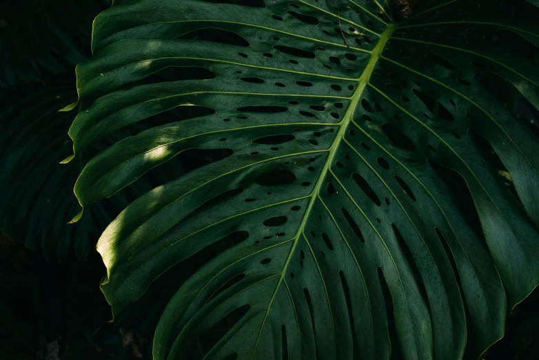 a green leaf has holes in it