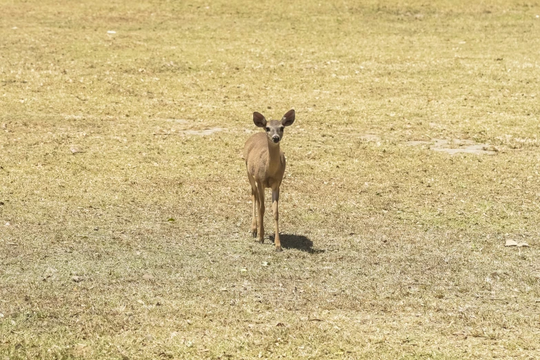 an animal that is walking across the grass