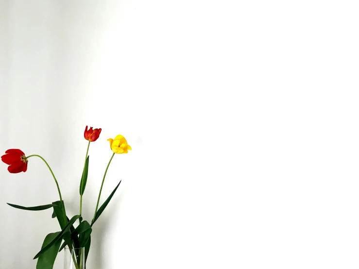 three yellow and red flowers sitting in a white vase