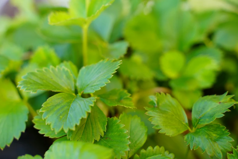 green leaves of plants growing in the sunlight