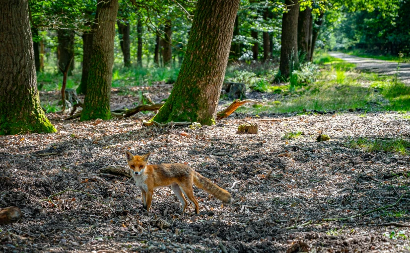 a single fox running through the woods on a sunny day