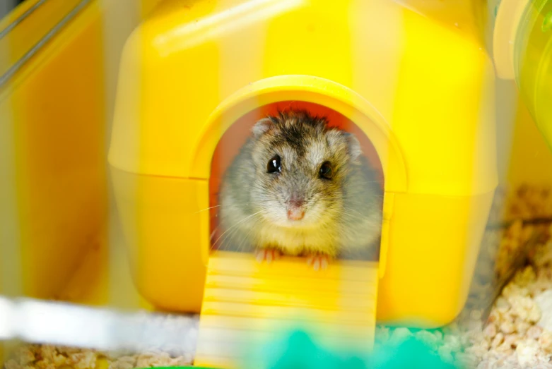 a hamster in a house with food