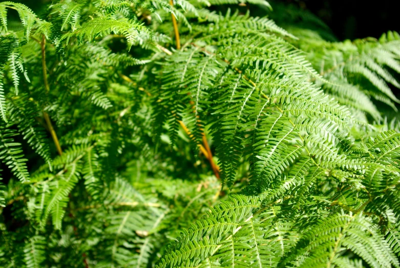 a tree with thick green leaves