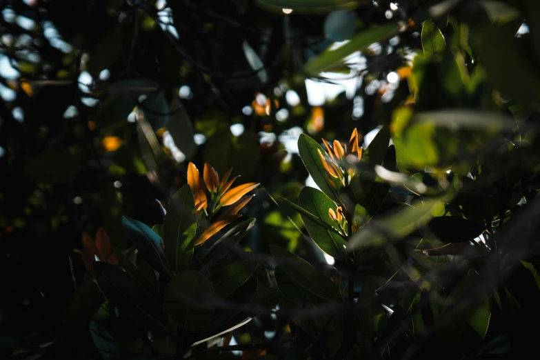 leaves and twigs in sunlight behind a tree